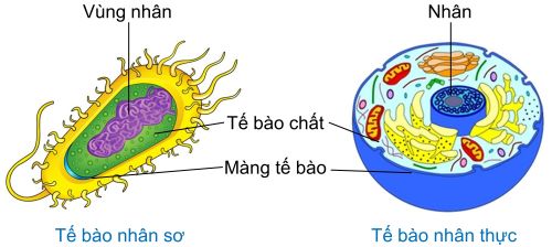 tế bào olm